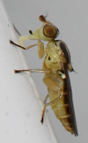Réf. 330 227 : Meromyza sp.